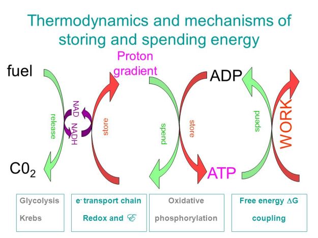 Thermodynamics+and+mechanisms+of+storing+and+spending+energy.jpg